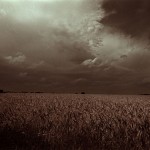 feld